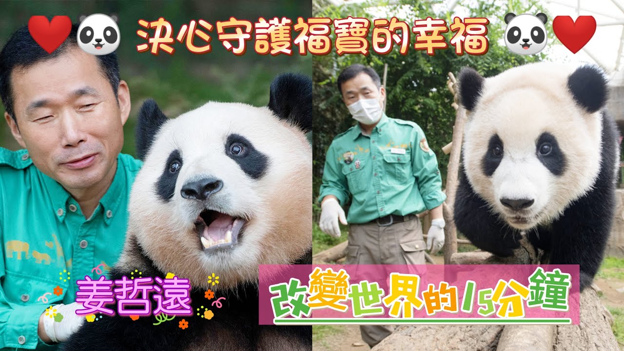 《決心守護福寶的幸福》🐼🌻(改變世界的15分鐘) | 熊貓 | 福寶 | Fubao | 푸바오 | 姜爺爺 | 宋爺爺 | 愛寶樂園 | 神樹坪 | [熊貓寶家族] @金寶殿