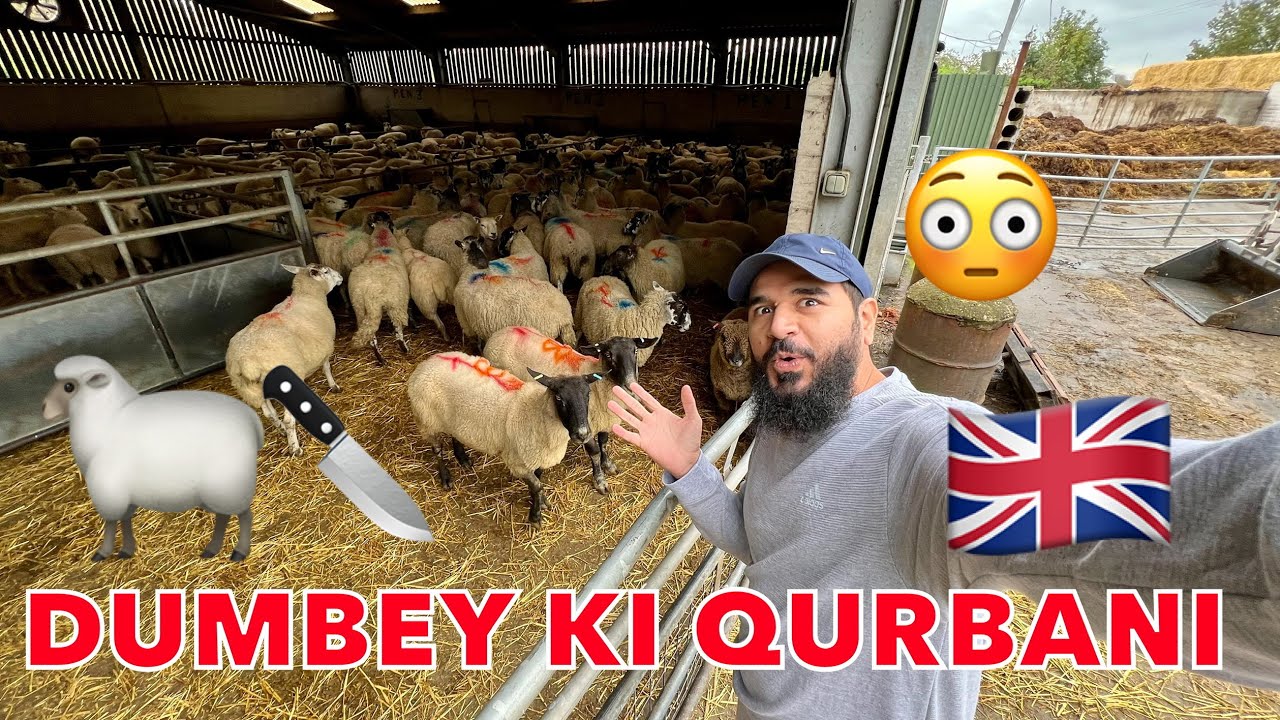 UK 🇬🇧 me qurbani 🐑 ka system dekh ke heraan hogaya