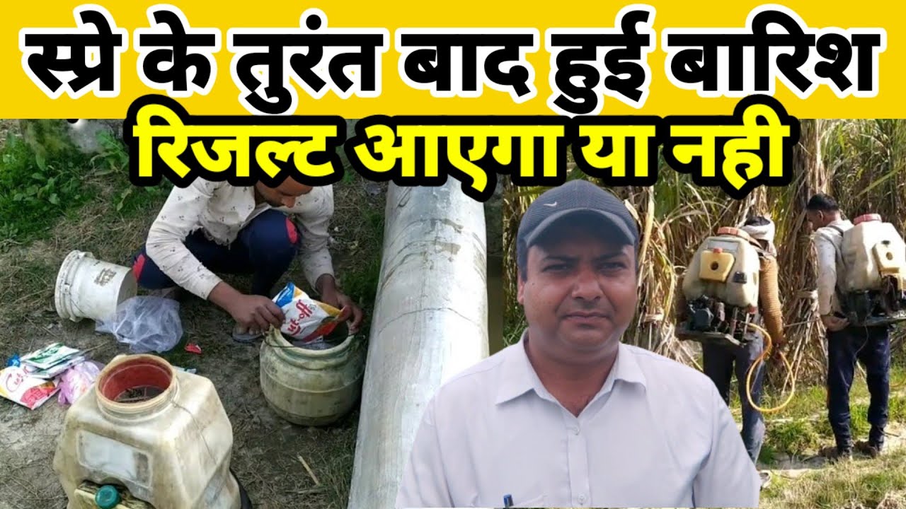 स्प्रे के तुरंत बाद बारिश, रिजल्ट मिलेगा या नहीं। barish ke bad spray ke result milenge ya nahi.