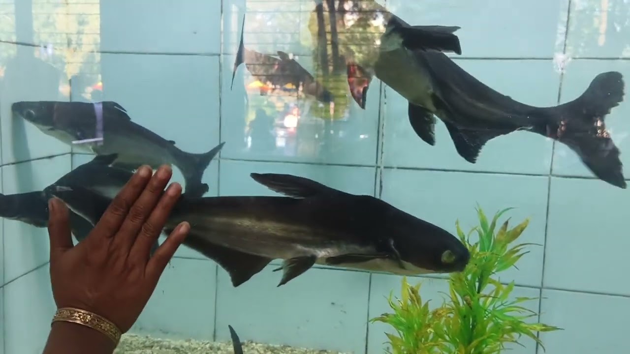 Fish World || Fishing|| Viral Fish Video