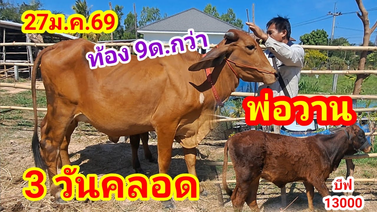 พ่อวาน 064-198-9226 บ.หนองแสง อ.ปทุมราชวงศา จ.อำนาจเจริญ/27ม.ค.69