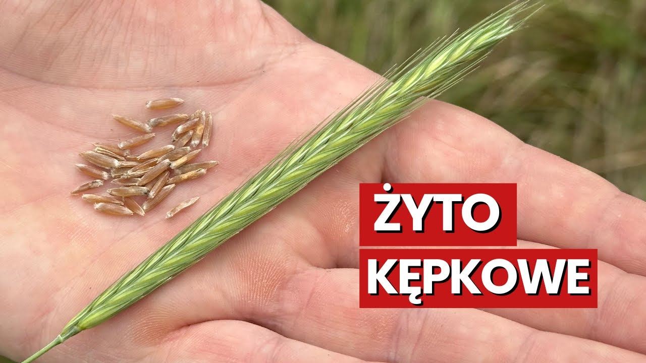 Żyto kępkowe - zapomniany gatunek wieloletniego zboża!