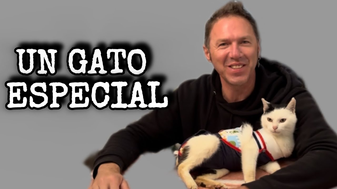 Vaqui el GATO  con PAÑAL de Valencia 
