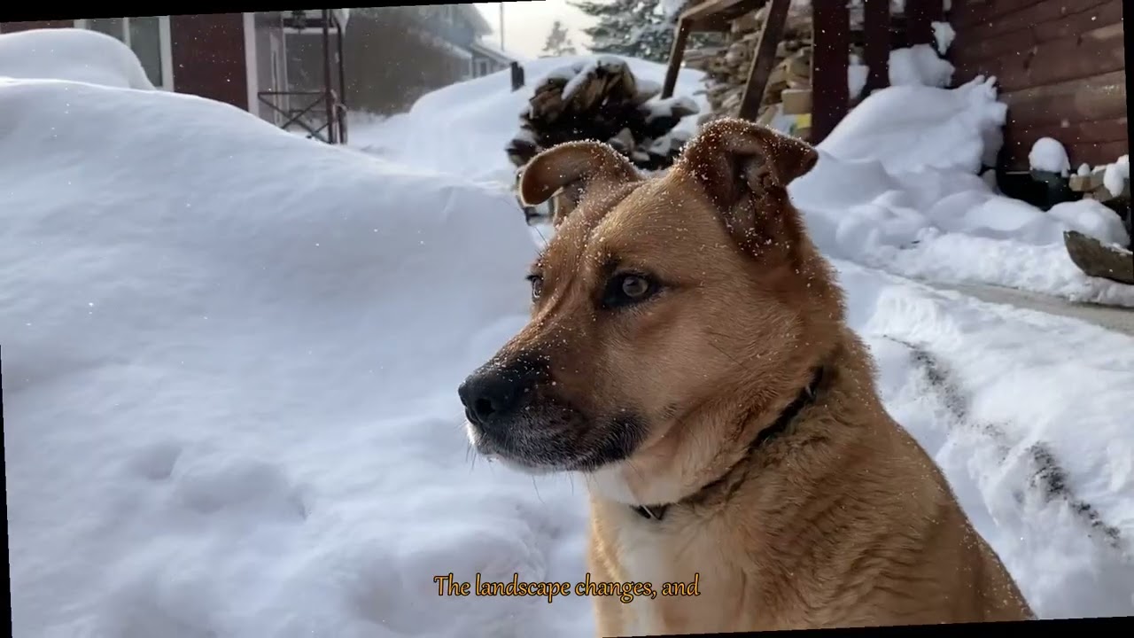 Winter Pet Safety: Hidden Dangers in Quebecs Snowy Wonderland You Must Know