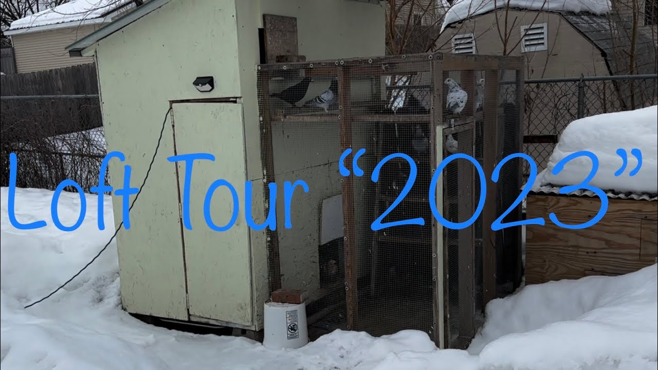 Just a hobby but we enjoy it!!! Pigeon Loft Tour &ldquo;2023&rdquo;