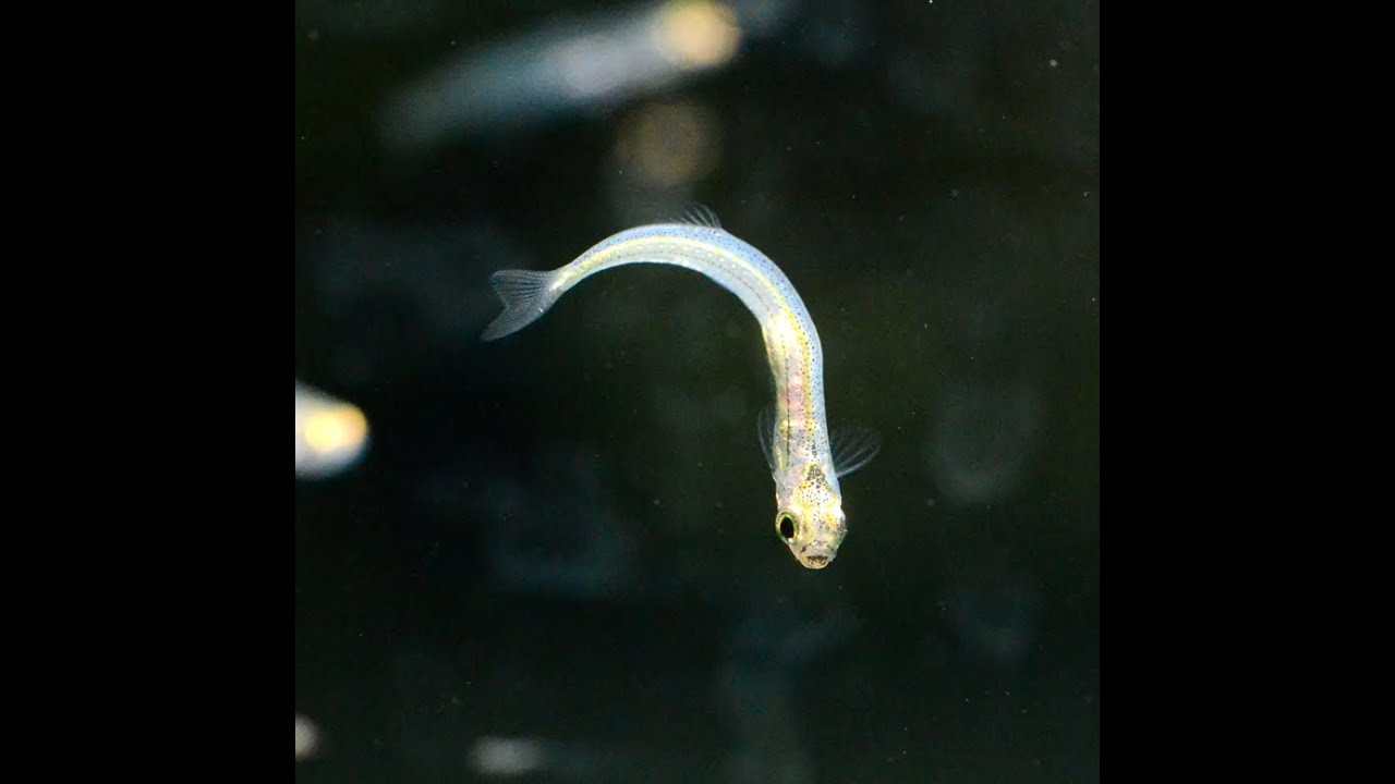 Micro glassfish, Danionella translucinda -Species spotlight