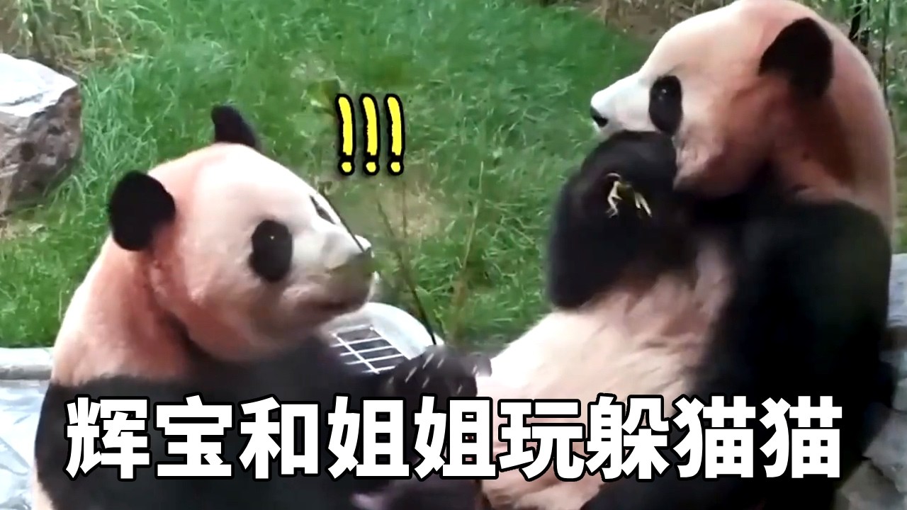 辉宝悄悄躲在小木床后面让睿宝来找自己，以为自己眼睛看不见姐姐就可以不被找到，真是太好玩了！#睿宝辉宝 #爱宝双胞胎#牧场时间#熊猫
