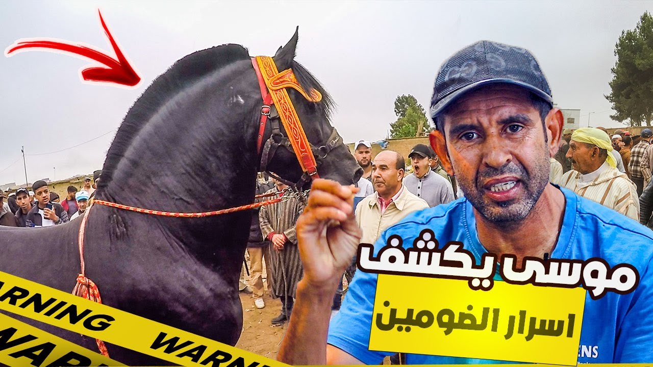 🚨مـوسى يكـشف اسـرار حـرفة تجارة الـخيول - تجارة الخيول هي اصعب حرفة 😓 تصنط قـبل متـصيد 🙏