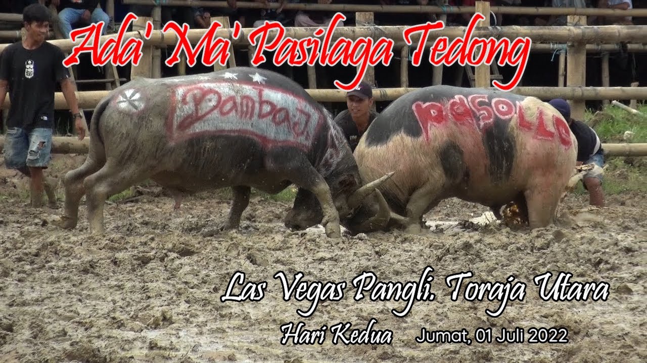 Serunya Tedong Silaga Las Vegas Pangli, 01 Juli 2022 ( Toraja Buffalo Fight ).