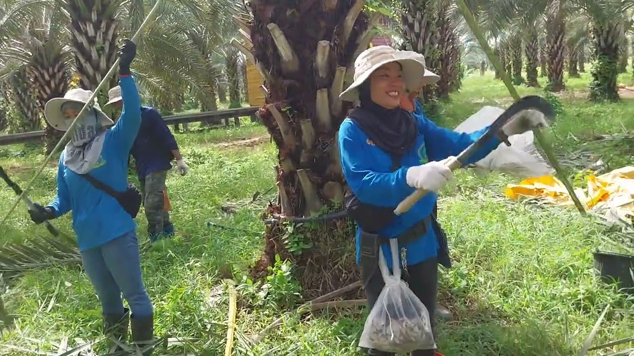 le tailleur des dattiers Thaïlande issan 1