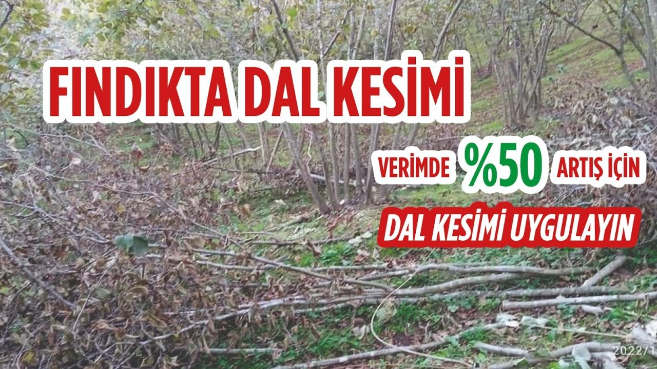 FINDIK BAHÇEMİZDE DAL KESİMİ YAPIYORUZ ... VERİ. ARTIŞI İÇİN DAL KESİMİ YAPIN