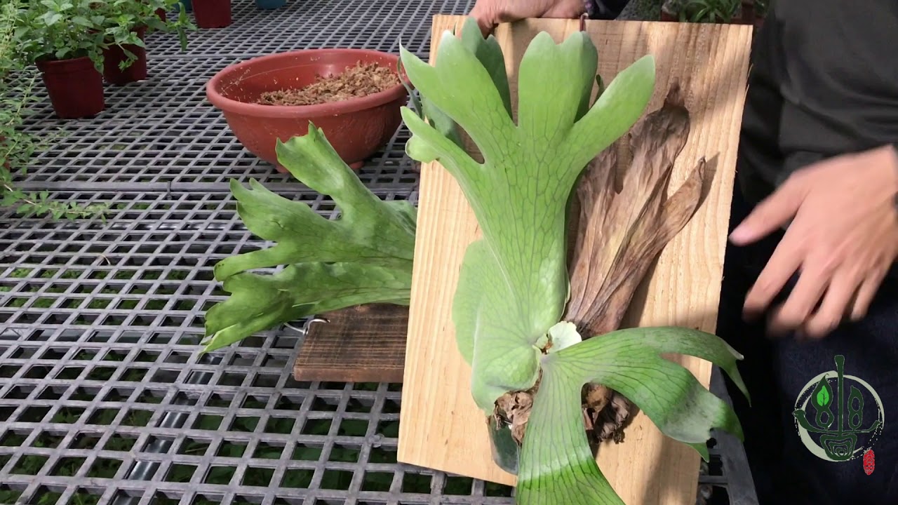 盆植單芽鹿角蕨簡易上板【鹿角蕨系列#5】