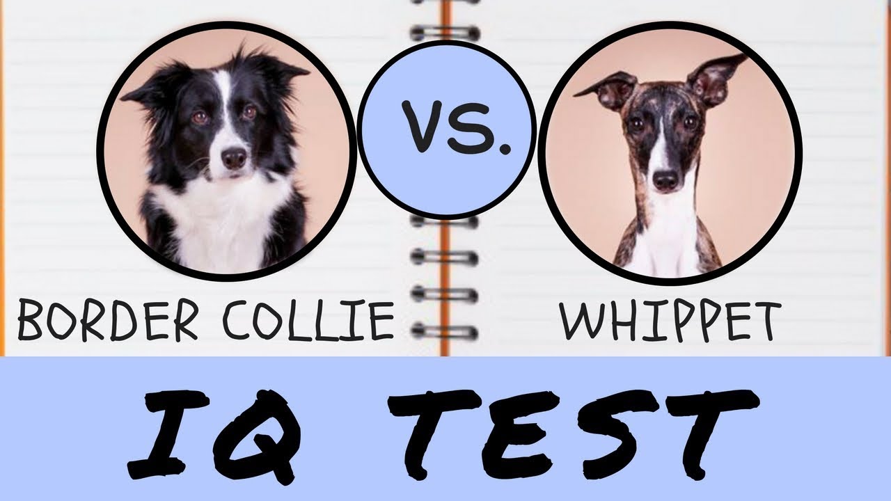 IQ TEST PSA | Border k&oacute;lia vs. Vipet