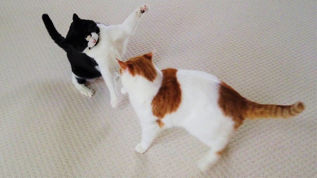 Cat Wiggles Butt Before Pouncing
