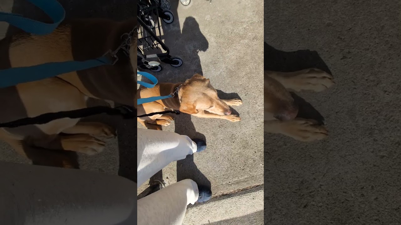 Working Donzi (excitable hyper young dog-lab) Around Distractions-Heel-Obedience