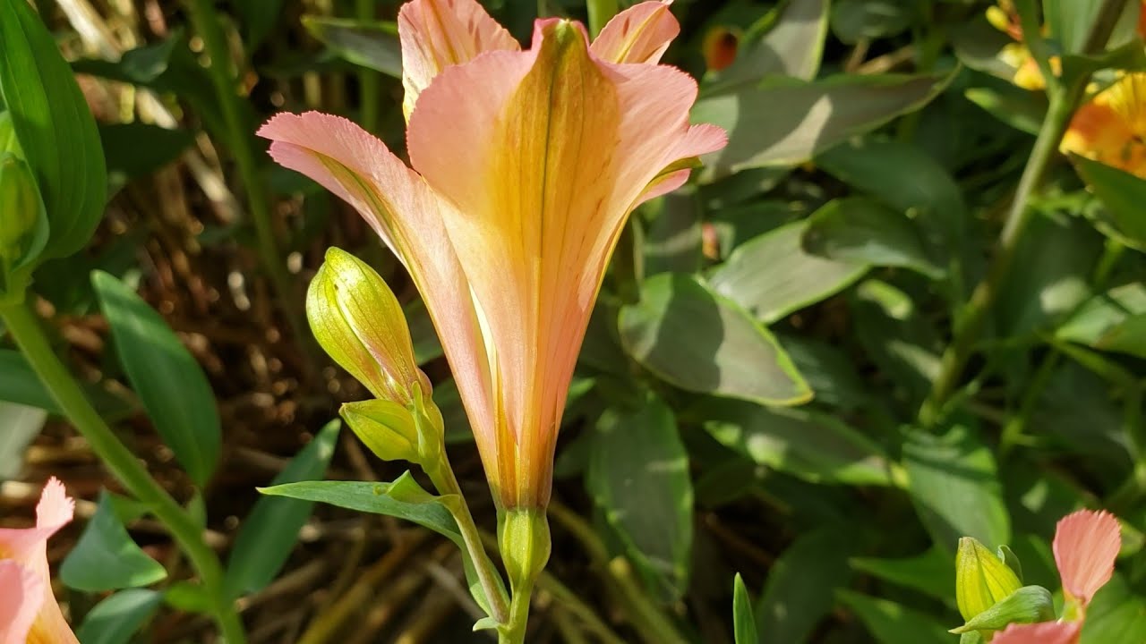 Simple perianth and its tepals