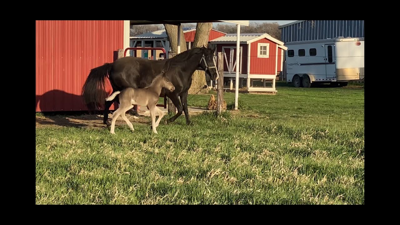 Introducing RBSF Cowboys Uptown Funk (Bruno)! Chocolate Rocky Mountain colt.