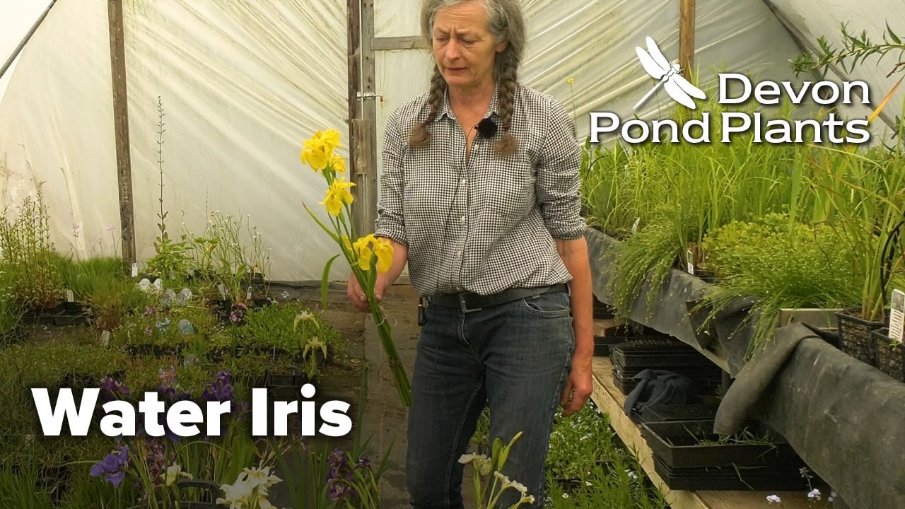 The Water Iris