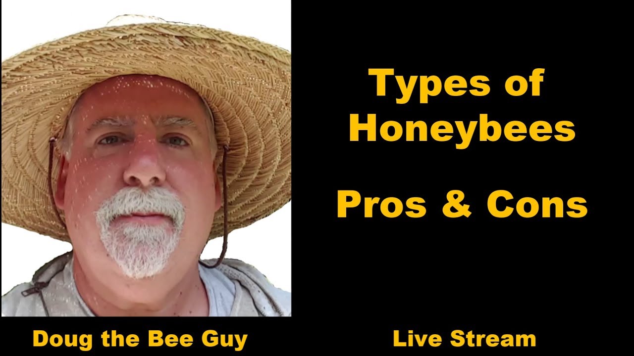 Doug the Bee Guy Live Stream #8 |  Types of Honeybees