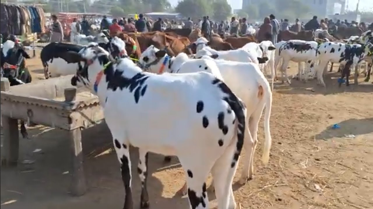 KHARIAN MANDI  DESI WACHAY AUR WACHION KAY RATE  28_11_2023