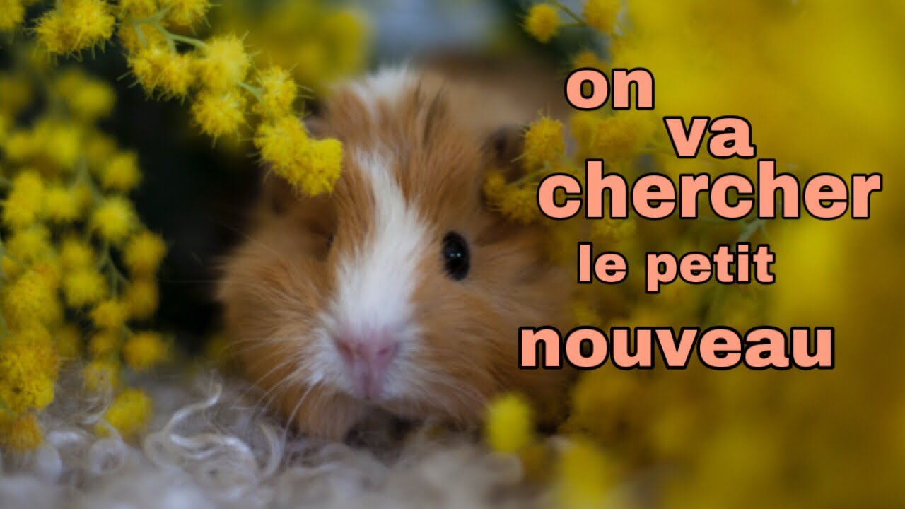 On va chercher + on prépare l’arrivée du nouveau cochon d’Inde !
