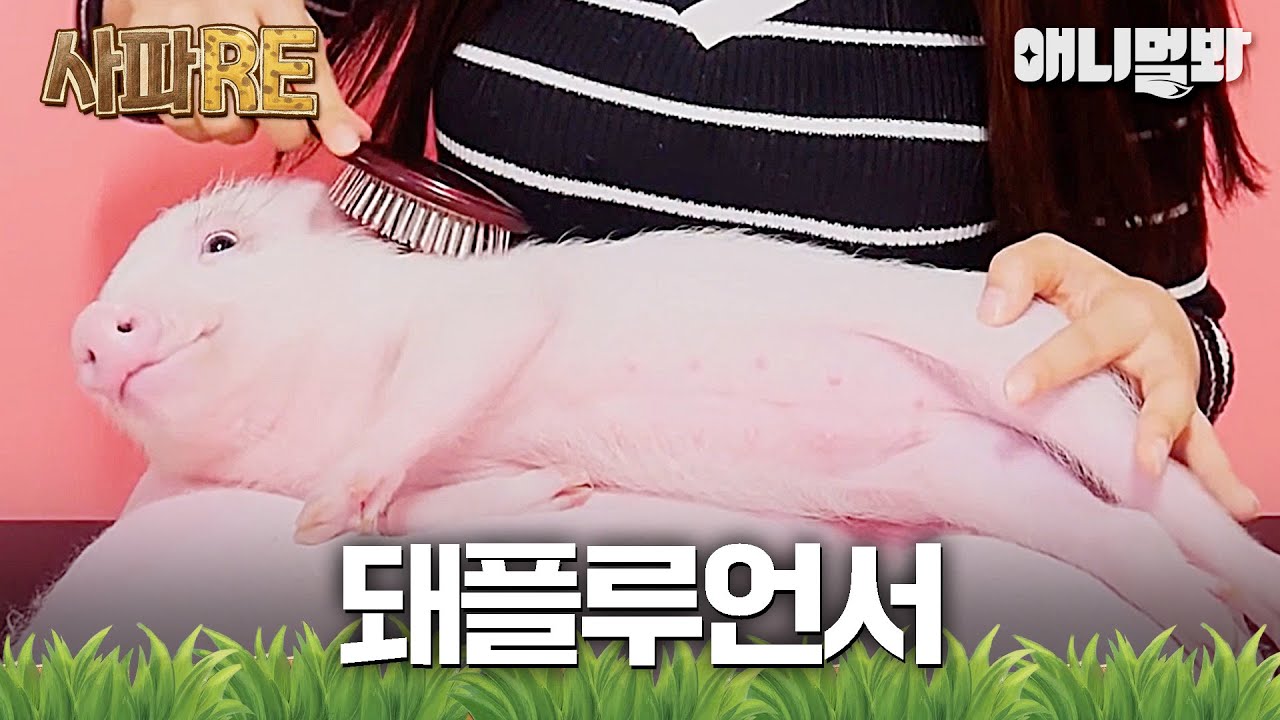 [#사파RE] 내 먹는 소리 한 번 들어보지 않을래?😋 무려 천만 뷰를 달성한 돼플루언서의 일상 V-log 🐷 #TV동물농장 #AnimalFarm #애니멀봐
