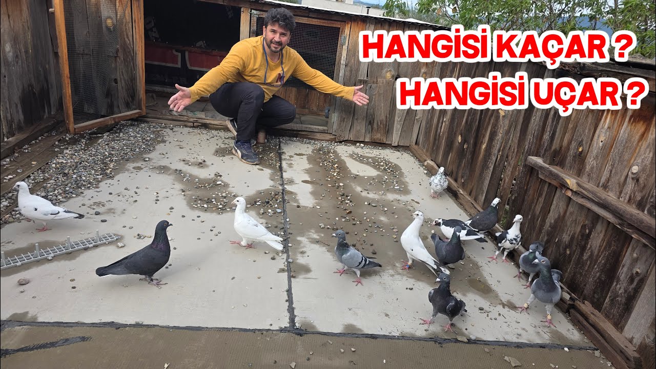 Bu Güvercinleri Alıştırma Güvercini Yapacağım 