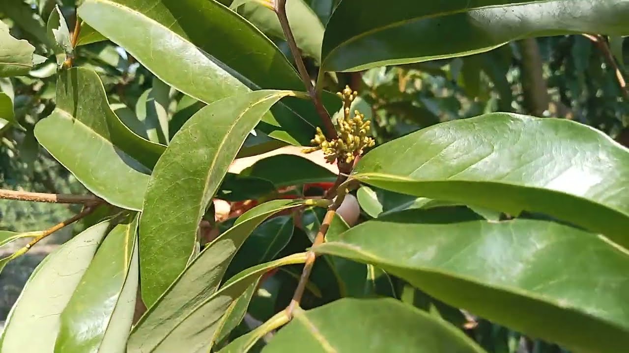 Vườn của chủ kênh có hoa rồi anh em nhé