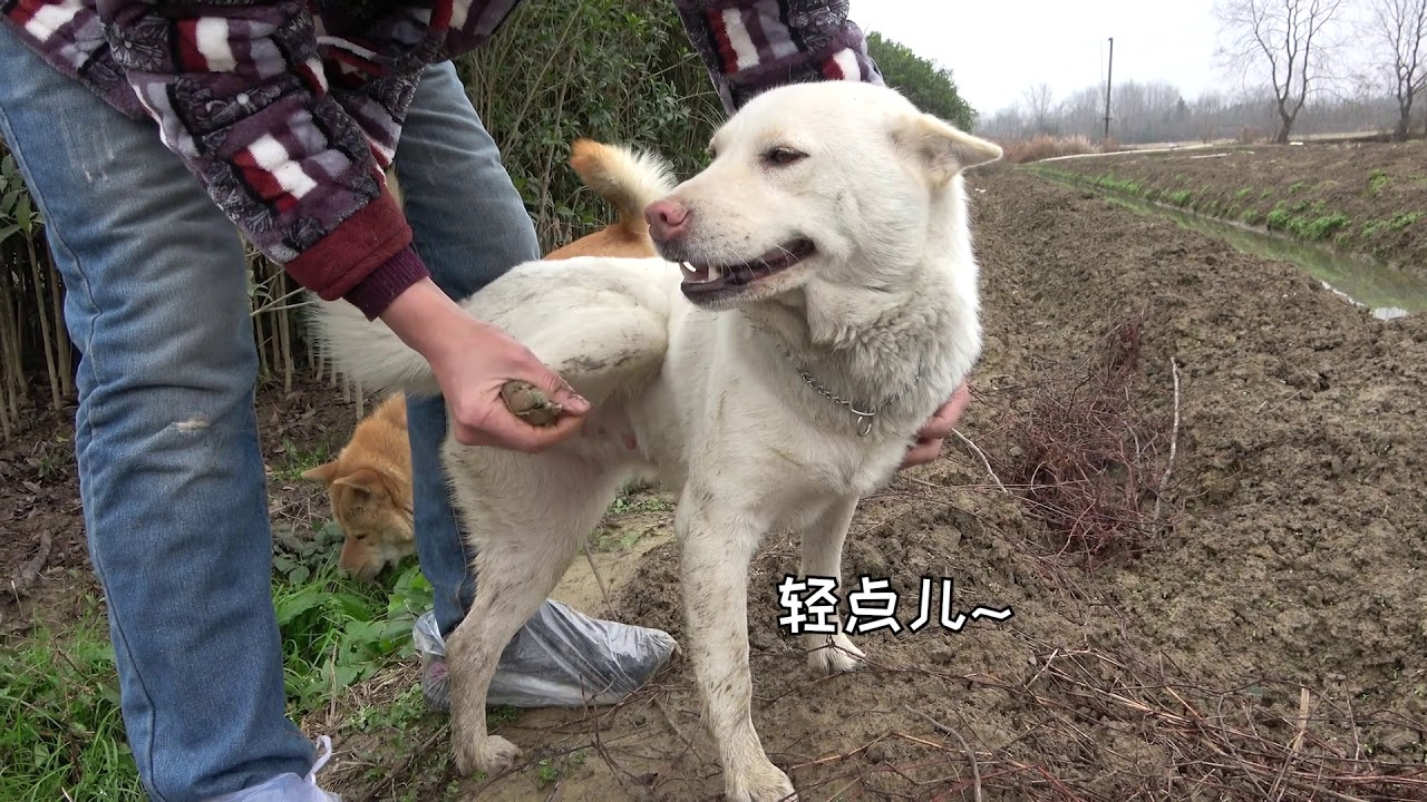 The Chinese rural dog Xiaobai was unfortunately recruited and endured severe pain to receive help