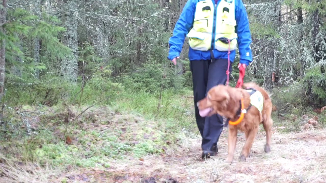 Rundering 2 slag med redningshund