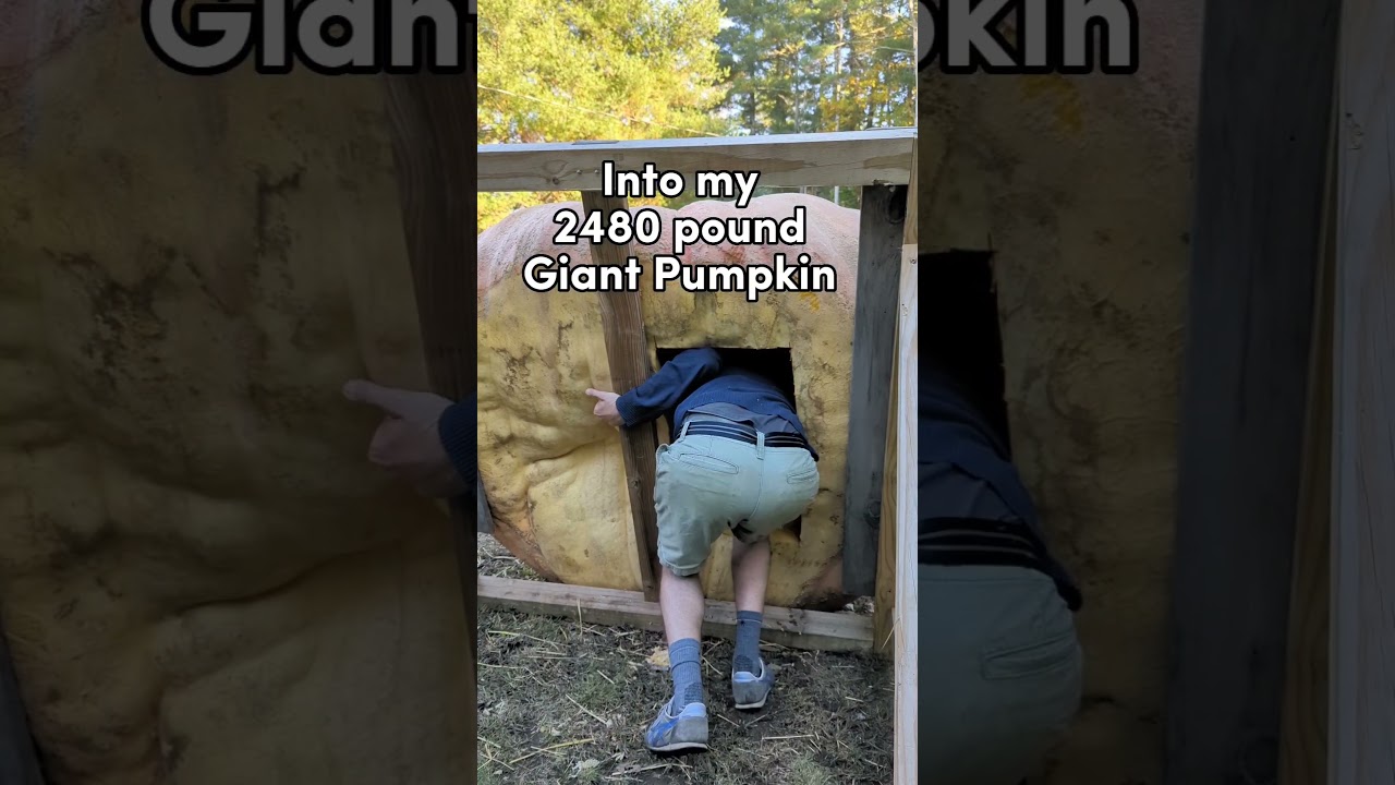 Going inside my 2480 pound Giant Pumpkin
