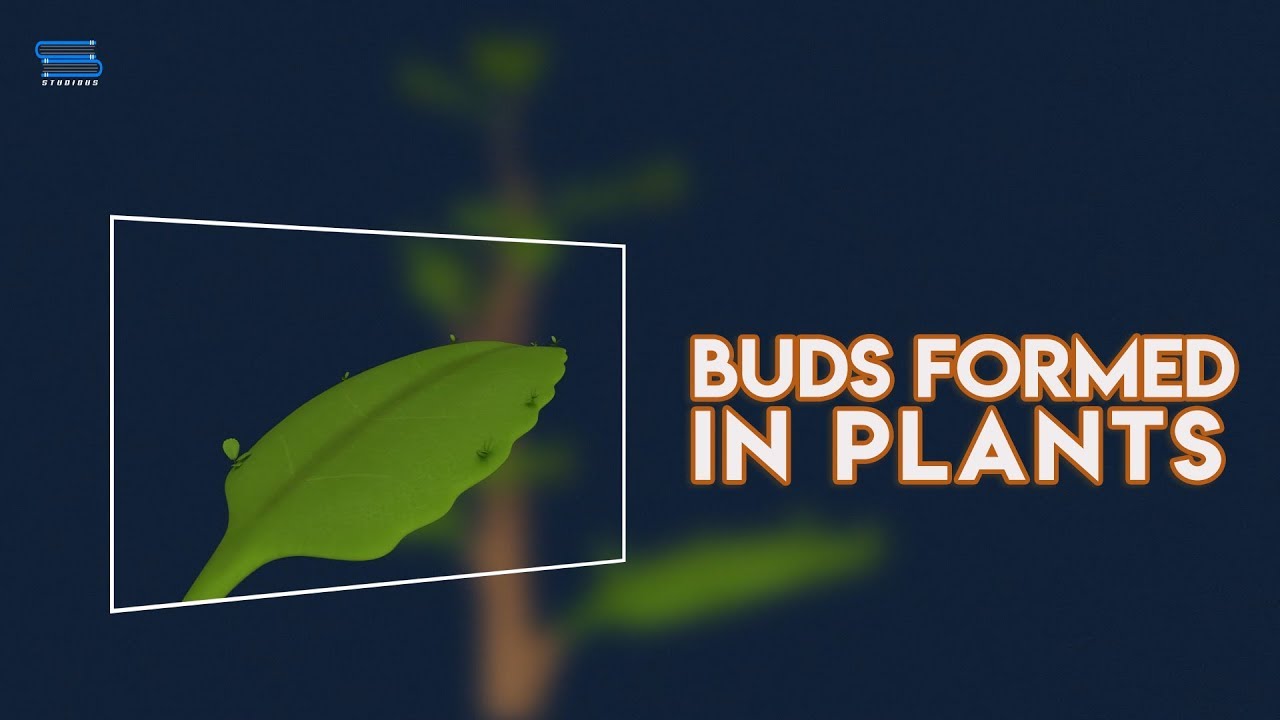 Vegetative Propagation | Learn How Buds Formed in Different Plants | Biology | Class 12 | Studious
