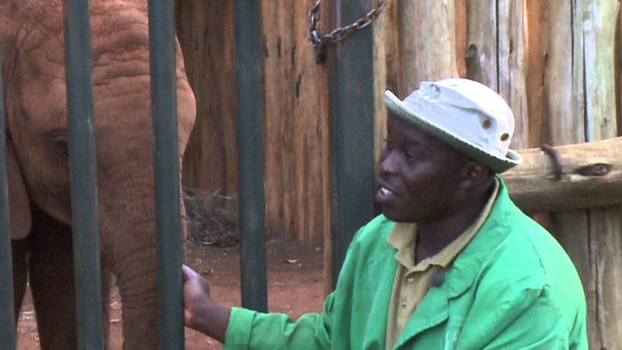 elephants at David Sheldrick Wildlife trust
