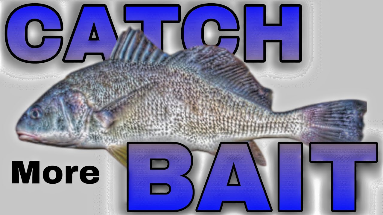 (WINTER FISHING GOLD) How to Find and Catch SHAD FAST!
