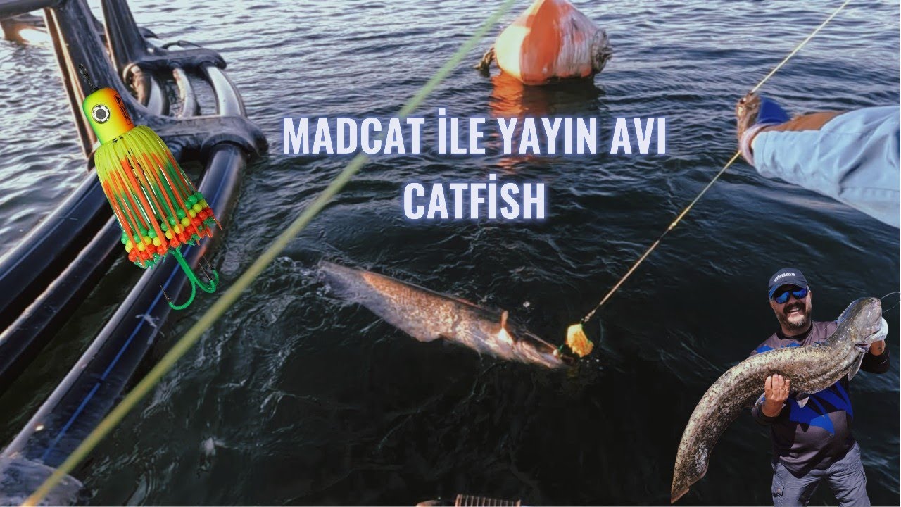 BOT İLE AÇILDIK MADCAT İLE YAYIN TUTTUK  (CATFİSH HUNTER)