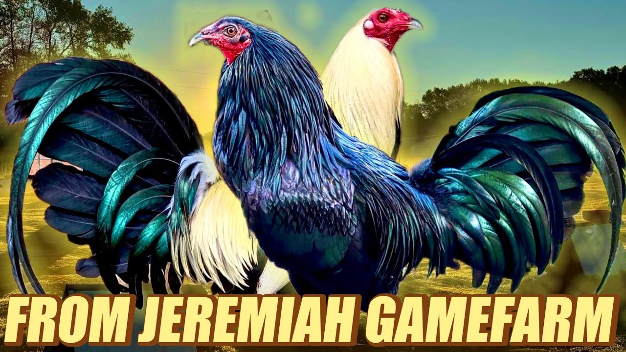 Autthentic Black Rooster Melsims And Grey Pure Popeye Broodcock - FROM JEREMIAH GAMEFARM