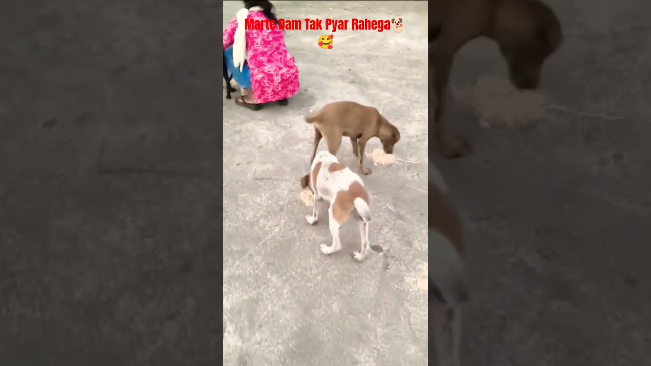 Cute Dog 