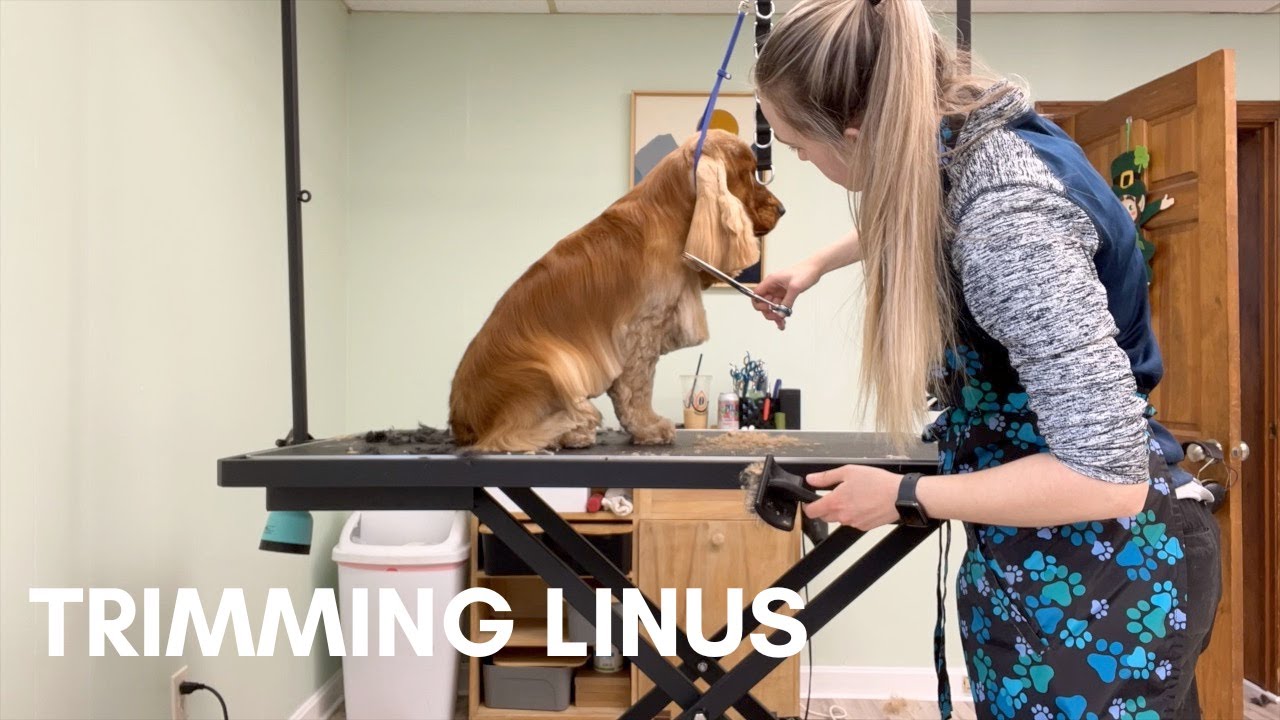 OUTLINE TRIM | THE BASICS | DOG GROOMING
