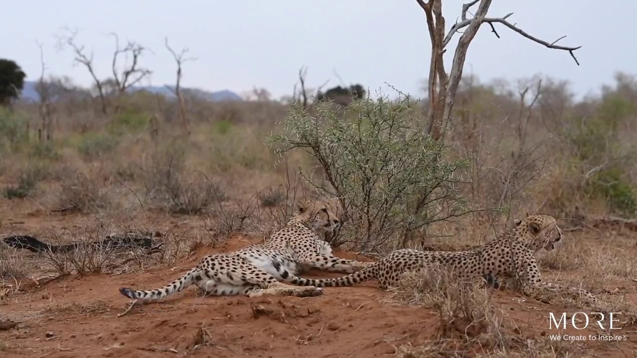 Cheetah coalition at Madikwe Safari Lodge
