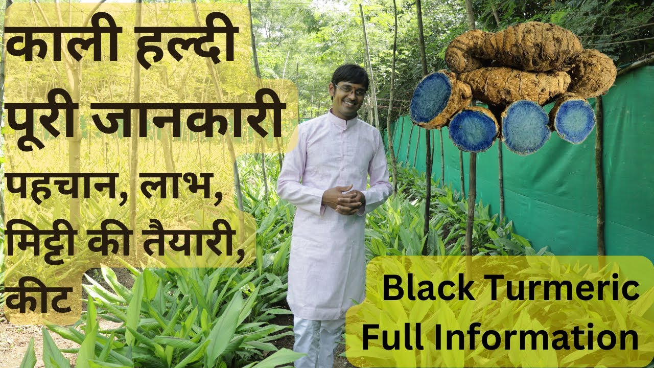 Anti Cancer Property | Black Turmeric Farming | कैंसर रोधी | काली हल्दी की खेती