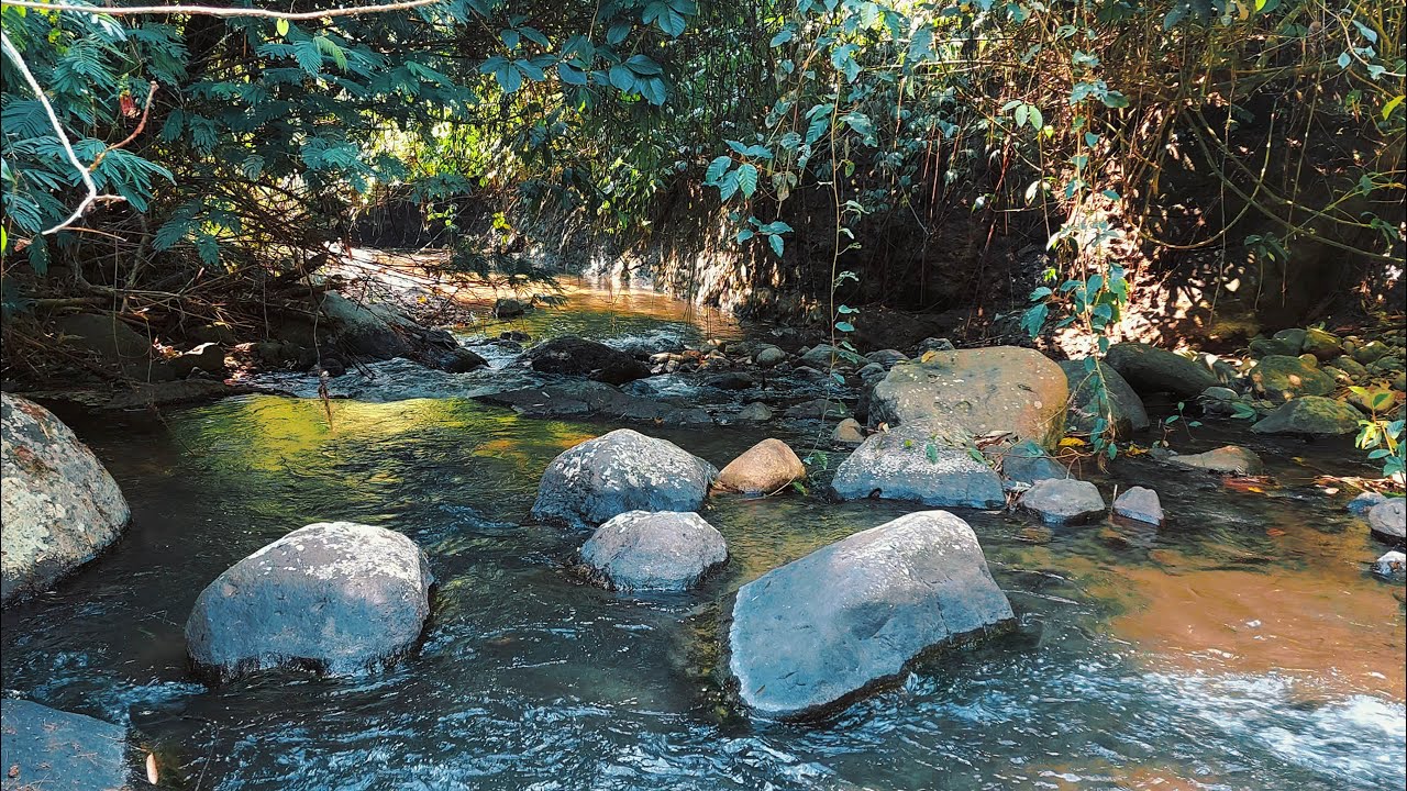Soothing Forest River Sounds Over Rocks | Relaxing Water Ambience for Stress Relief