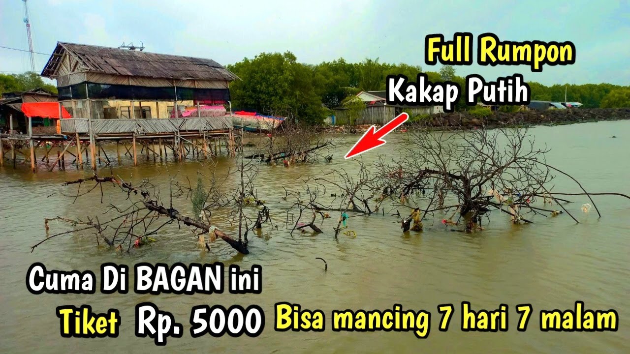 Mantap !! Tiket 5000 bisa mancing kakap putih sampai 7 hari 7 malam | Mancing