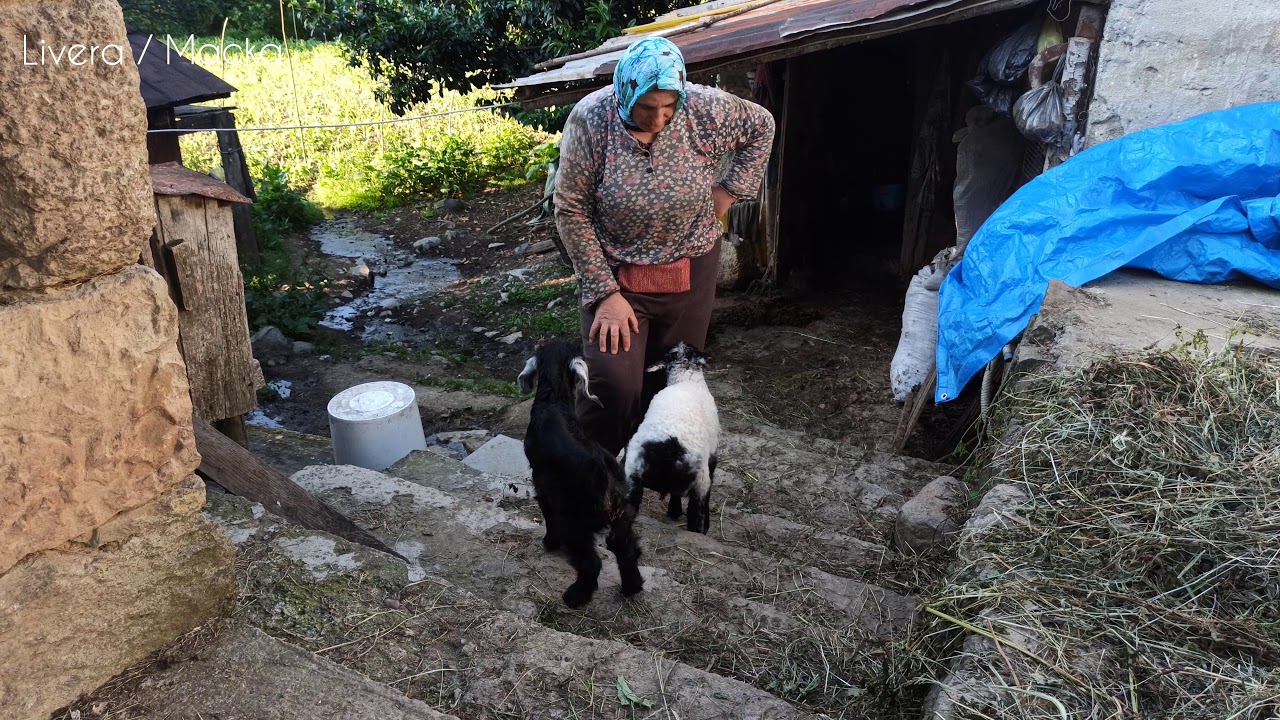 Livera Köyü Köybaşı Küme Evleri Maçka Trabzon