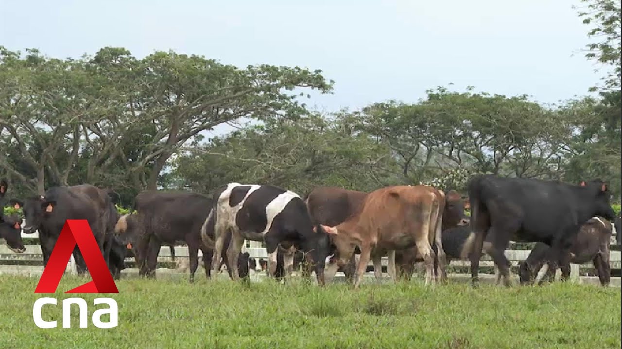 Malaysia aims for milk self-sufficiency by 2025, but more needs to be done to help farmers