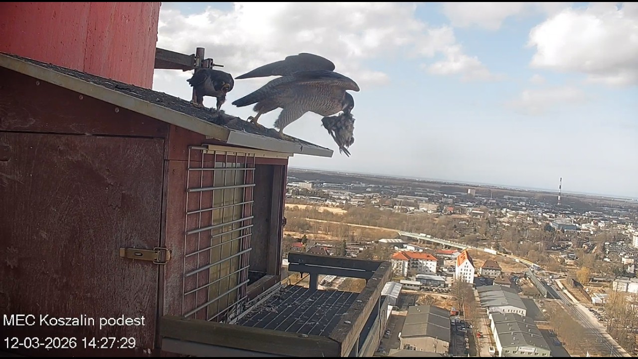 Koszalin 12 03 2026 7 ~ Ptyś z prezentem, Nila zabiera