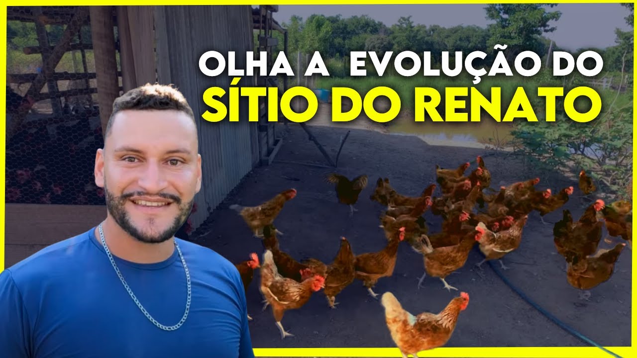 ÓTIMA PRODUÇÃO DE OVOS com CRIAÇÃO RÚSTICA  de galinha