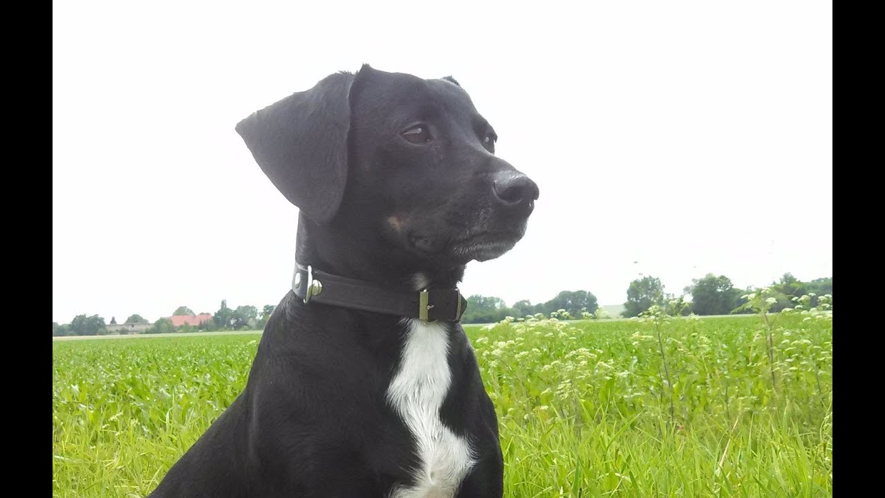Abschied von unserem Klosterhund Wiggi (+18.09.2022)