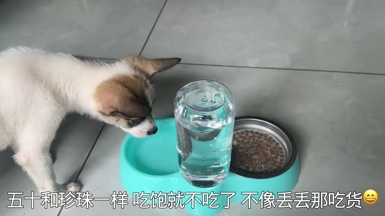 水沟里捡到的小流浪狗超级聪明，不管啥本领一教就会，又萌又可爱 #不养狗不知道养狗的乐趣 #养狗的乐趣