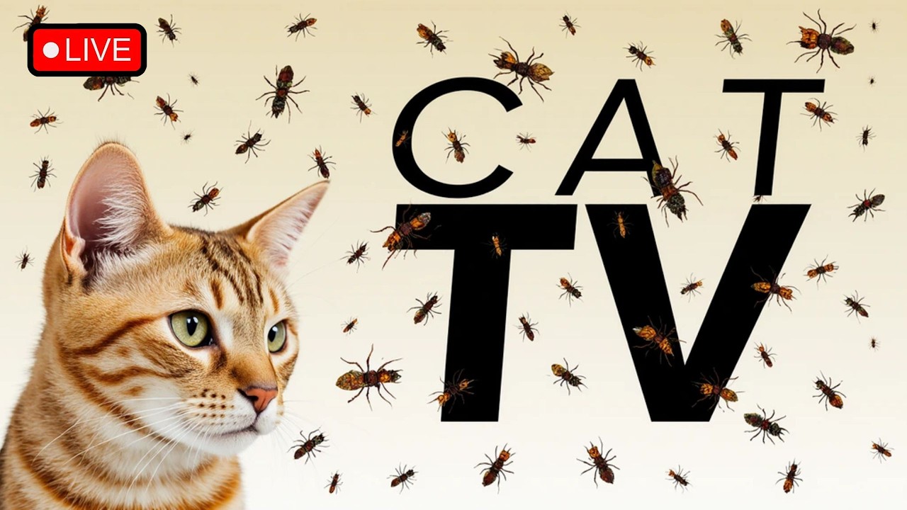 🔴12HOURS LIVE😻Funny & Calming Cat Games – Ultimate Entertainment for Your Cat Ep67🐝🐞🦋🦎🦜