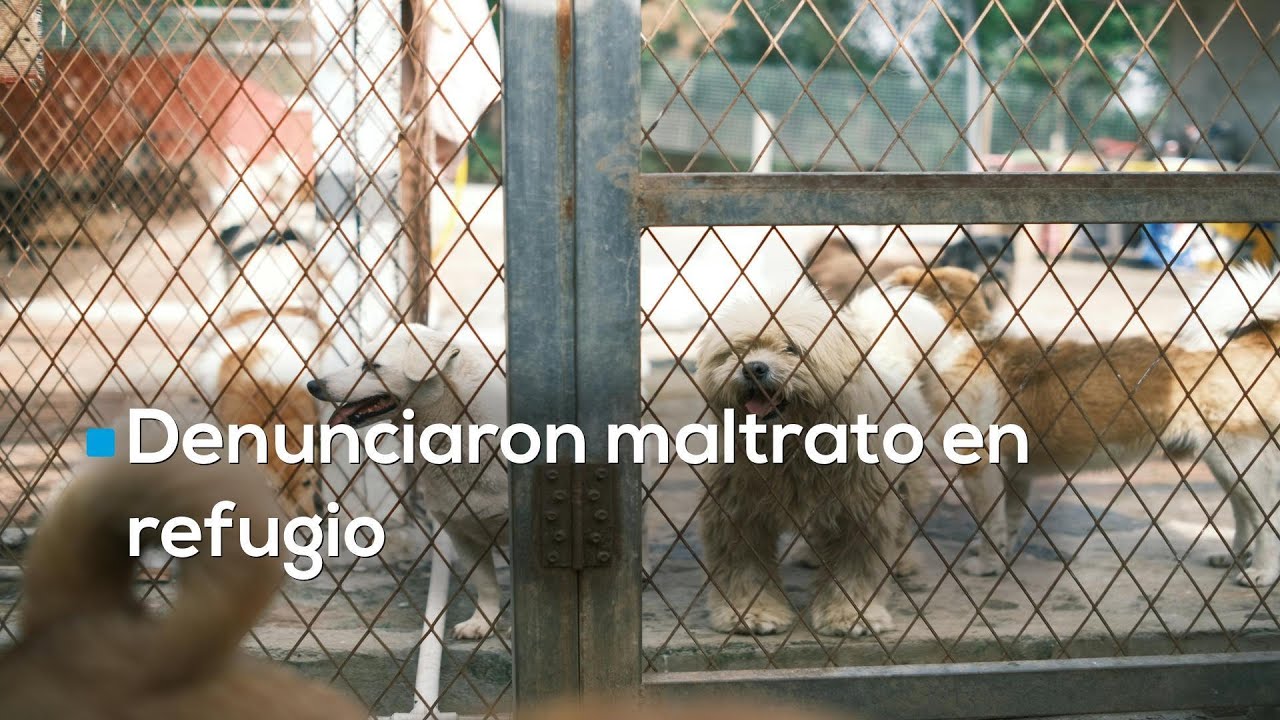 Desalojo y tensión: autoridades retiran a más de 900 perros y gatos de refugio